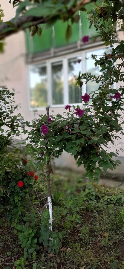 Alice Apartment Arad Zewnętrze zdjęcie